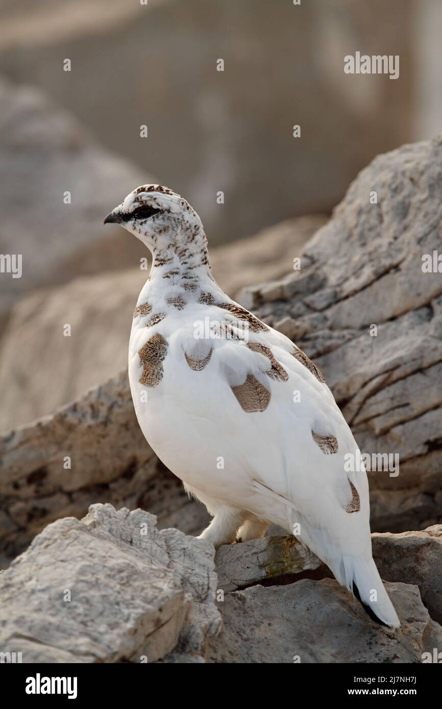 Rock Ptarmigan - lagopus muta - in den österreichischen Alpen Stockfoto