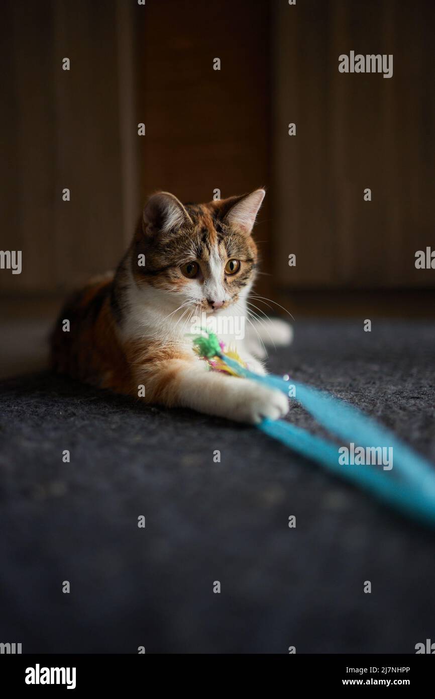 Kleines Kätzchen, das mit einem Spielzeug am Seil spielt Stockfoto