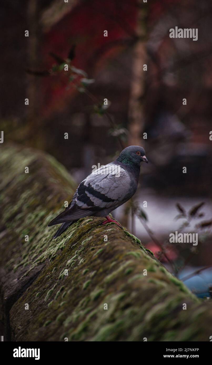 Gemeine / Feral Pigeon (Columba Livia), auf einer moosigen Mauer in Deansgate, Manchester, Greater Manchester, Vereinigtes Königreich, Stockfoto