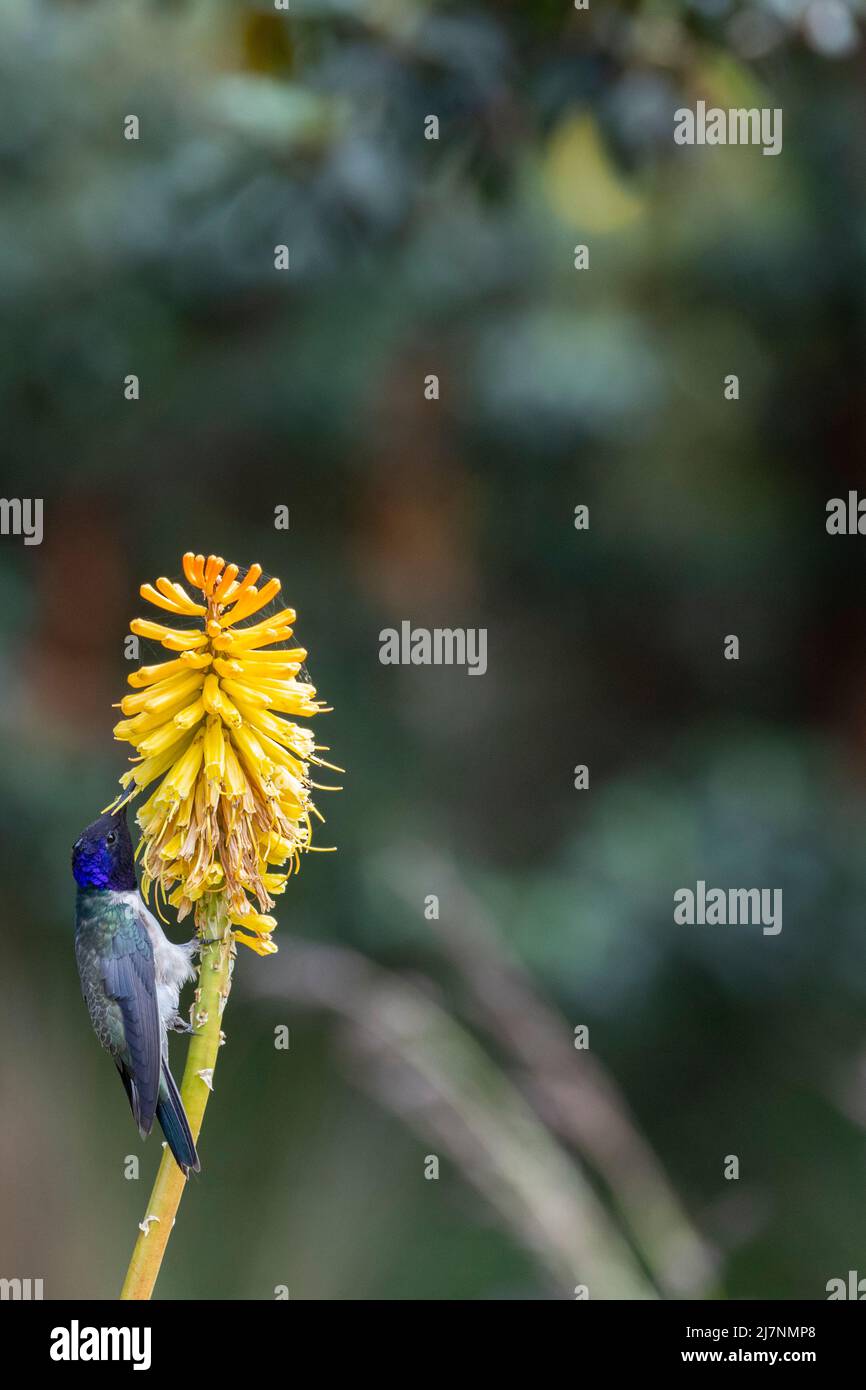 Ecuador, Anden, Cotopaxi-Nationalpark. Ecuadorianischer Bergsternkolibri (WILD: Oreotrochilus chimborazo) Stockfoto