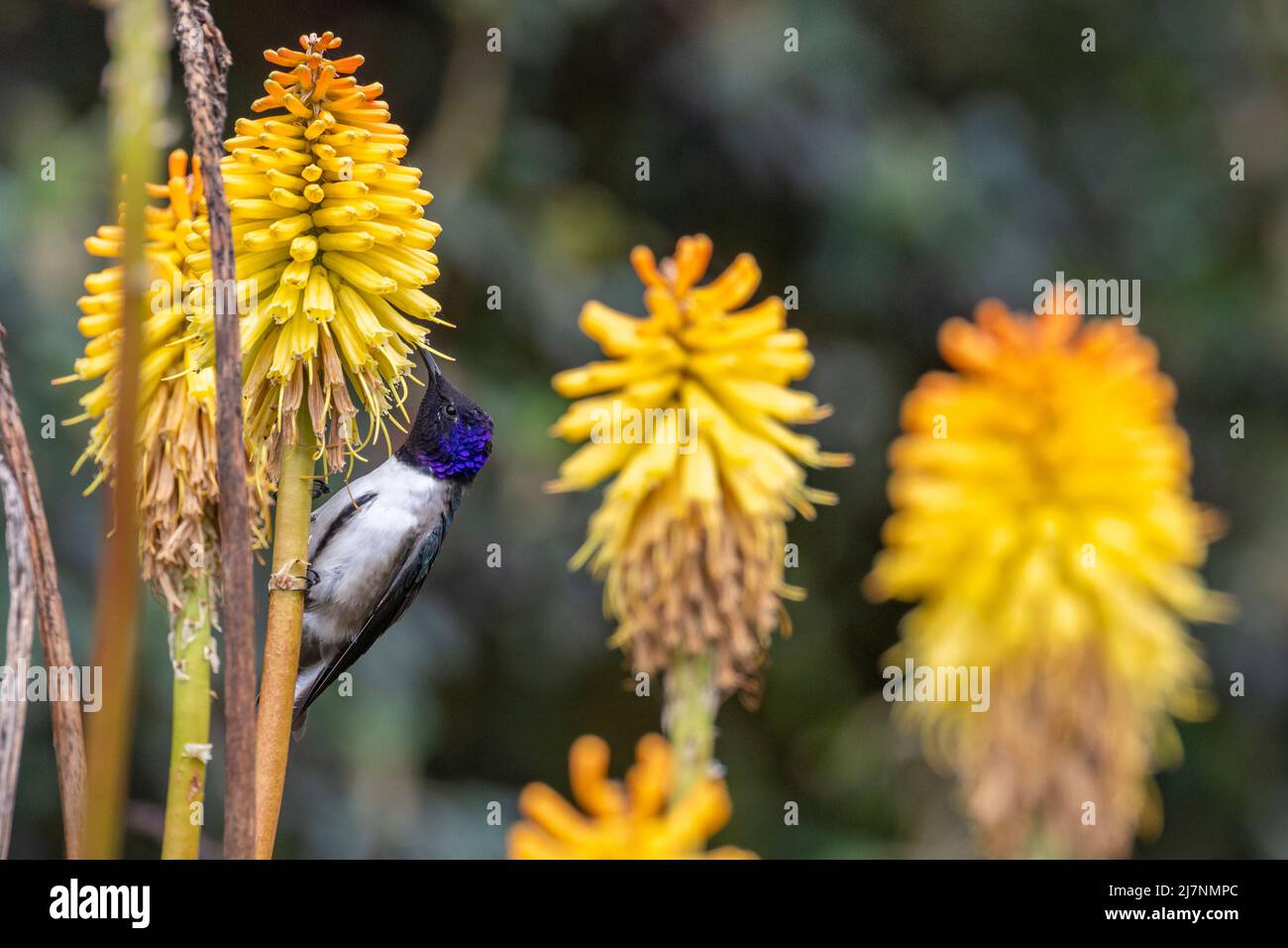 Ecuador, Anden, Cotopaxi-Nationalpark. Ecuadorianischer Bergsternkolibri (WILD: Oreotrochilus chimborazo) Stockfoto
