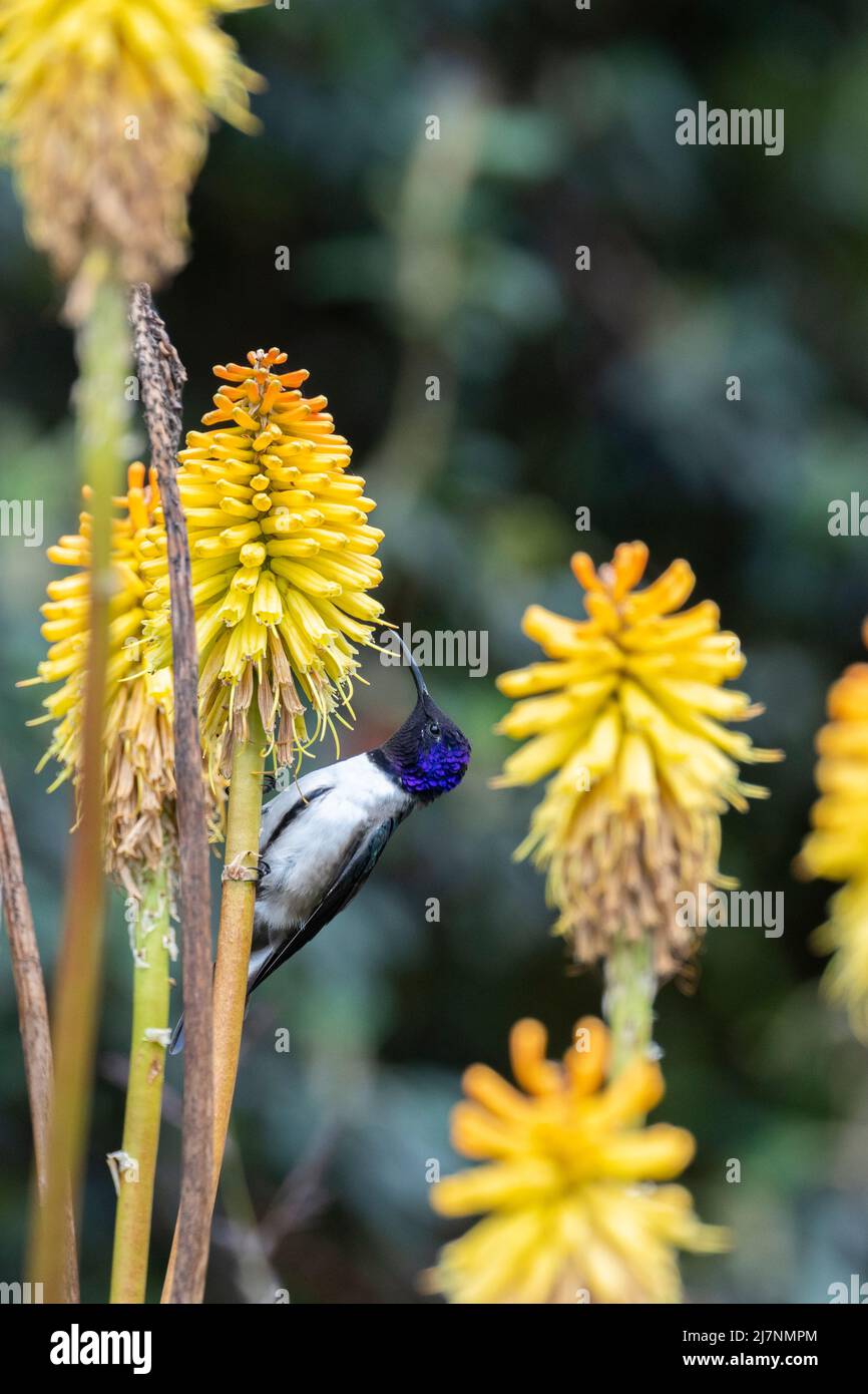 Ecuador, Anden, Cotopaxi-Nationalpark. Ecuadorianischer Bergsternkolibri (WILD: Oreotrochilus chimborazo) Stockfoto