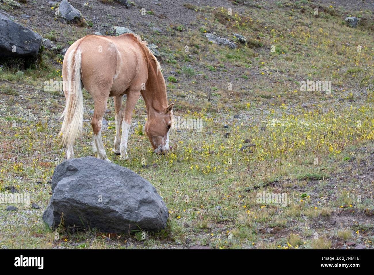 Ecuador, Anden, Cotopaxi-Nationalpark. Wildpferde, palomino in Hochland Lebensraum. Stockfoto