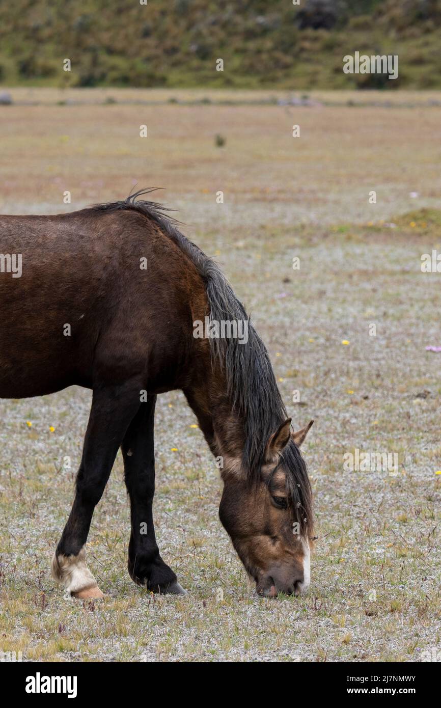 Ecuador, Anden, Cotopaxi-Nationalpark. Wilde Pferde, Hengst. Stockfoto