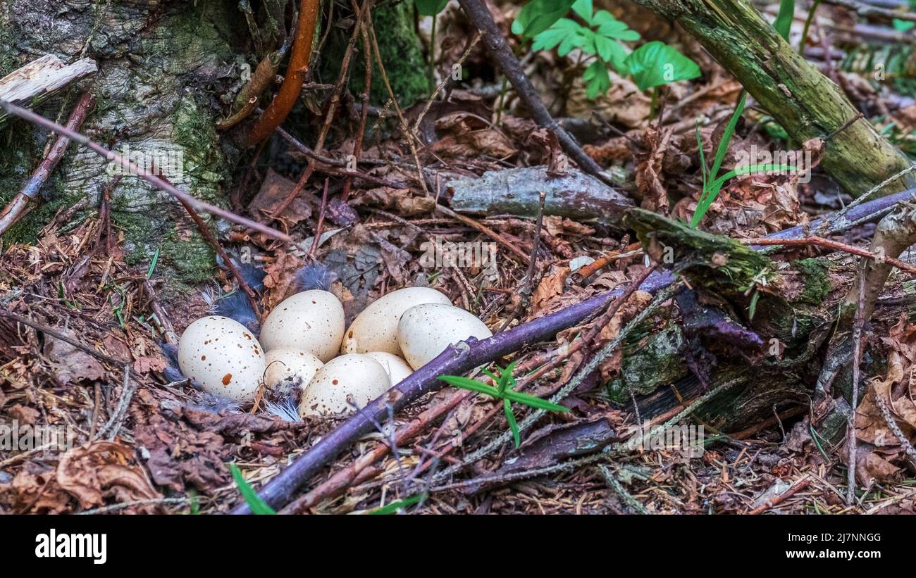 Auerhuhneier in einem Nest auf dem Boden legen Stockfoto