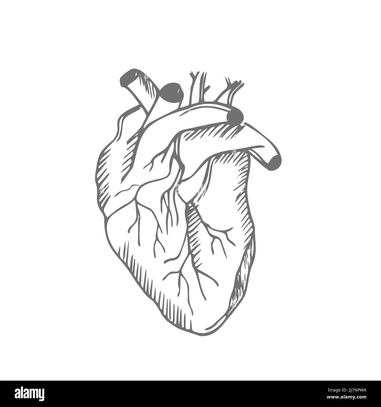 Menschliches Herz. Anatomisch realistische Liniengrafik, Vektordarstellung Stock Vektor