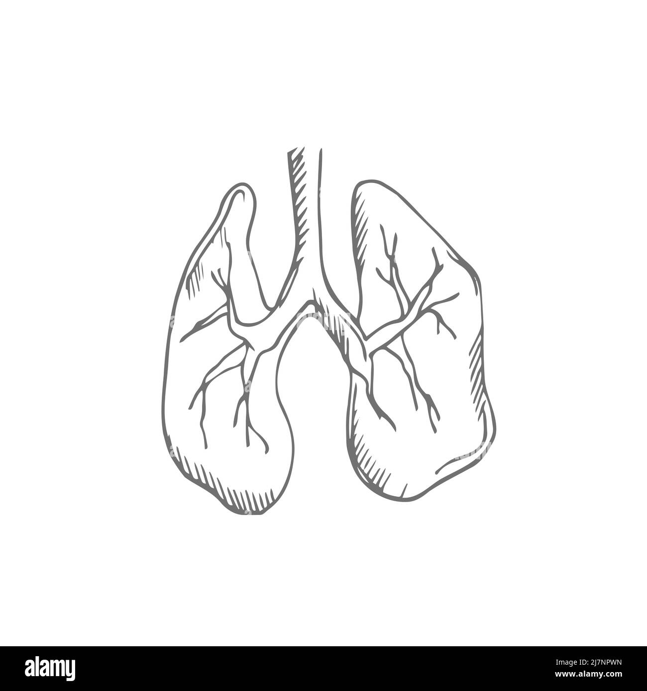 Skizzendarstellung der Lunge. Handgezeichneter Vektor des Atmungssystems. Schwarzer Umriss Doodle Element des menschlichen Organs Stock Vektor