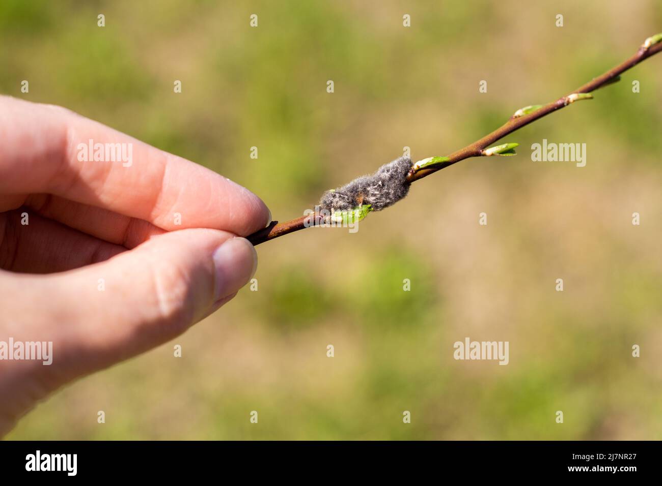 Blattläuse auf einem jungen Zweig eines Obstbaums und eines Spinnenkokons. Schädlingsbekämpfung im Garten. Stockfoto