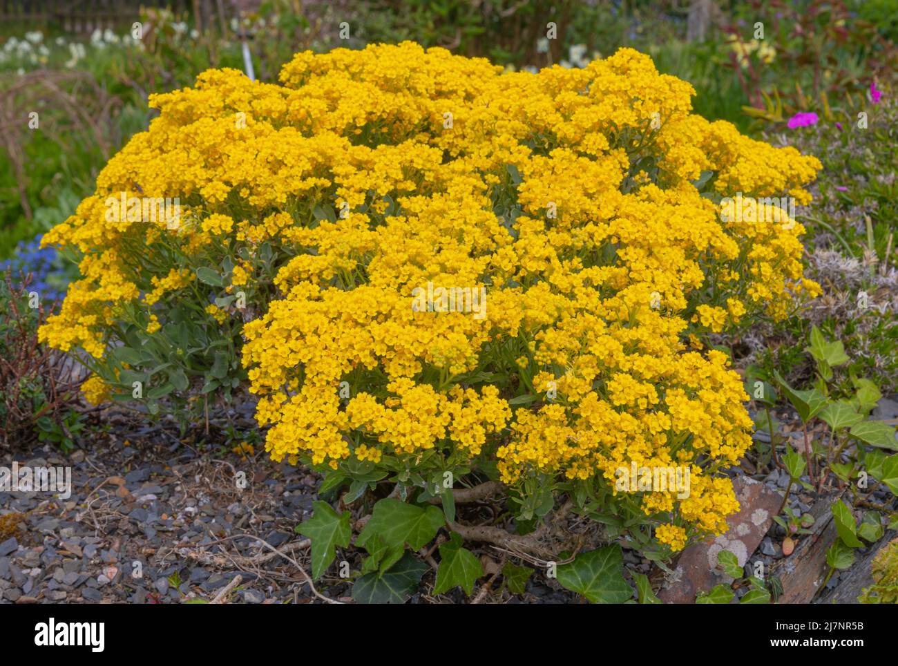 Leuchtend gelbe Blüten des goldenen Aurinia-saxatilis-Korbes Stockfoto