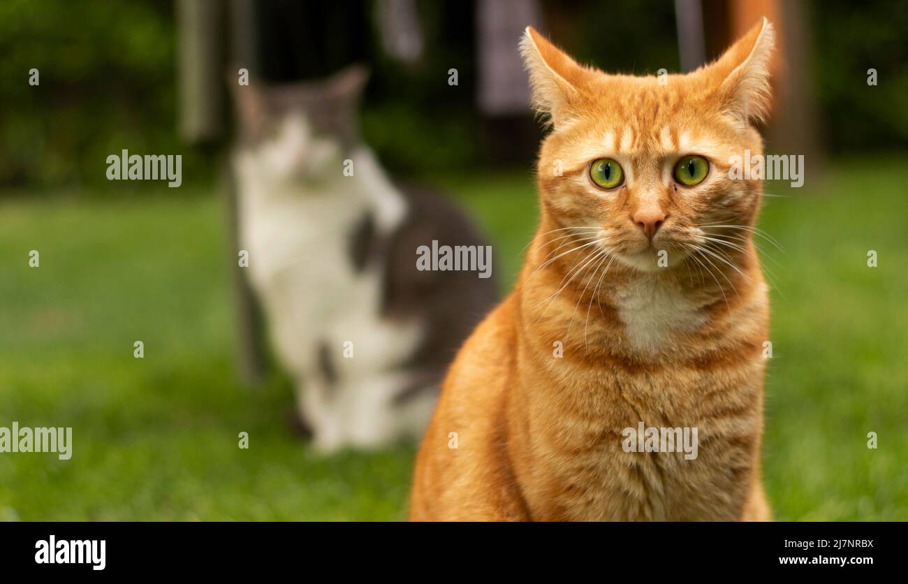 Eine wunderschöne rote Katze, die im heimischen Garten sitzt, schaut neugierig in die Kamera Stockfoto