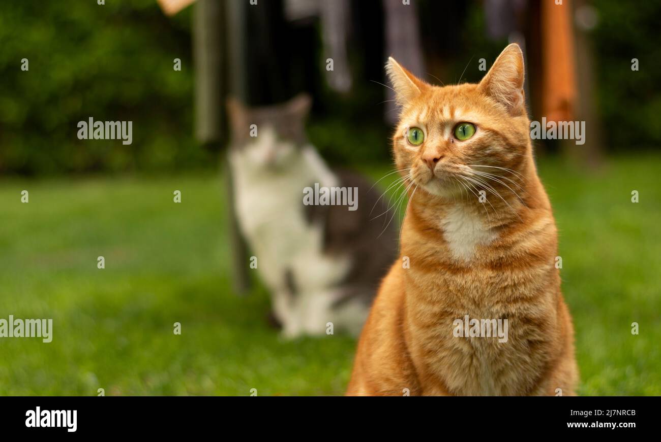 Eine wunderschöne rote Katze, die im Hinterhof sitzt, schaut sofort Stockfoto