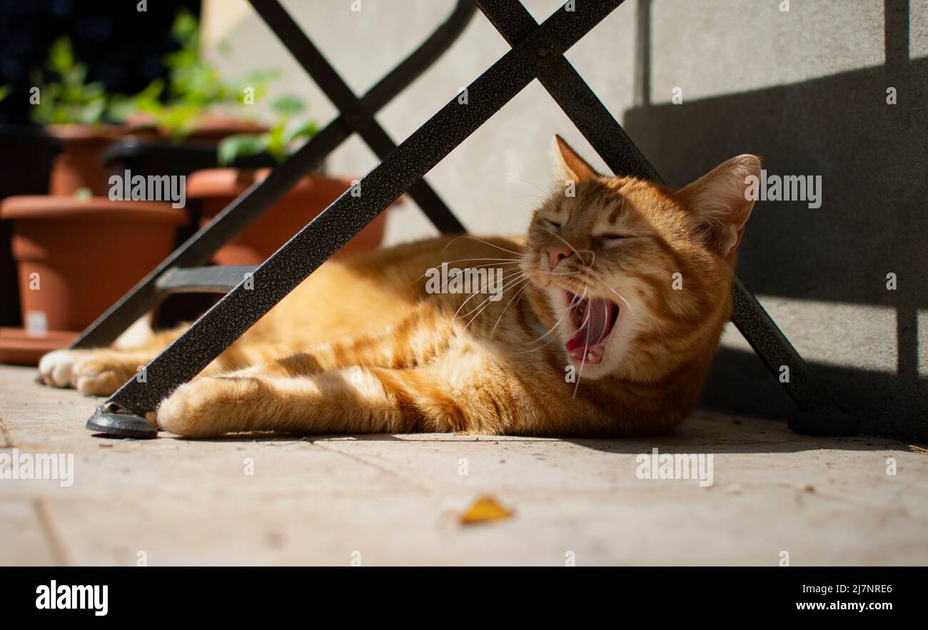 Eine schöne gelangweilte rote Katze gähnt an einem sonnigen Tag unter einem Tisch. Stockfoto