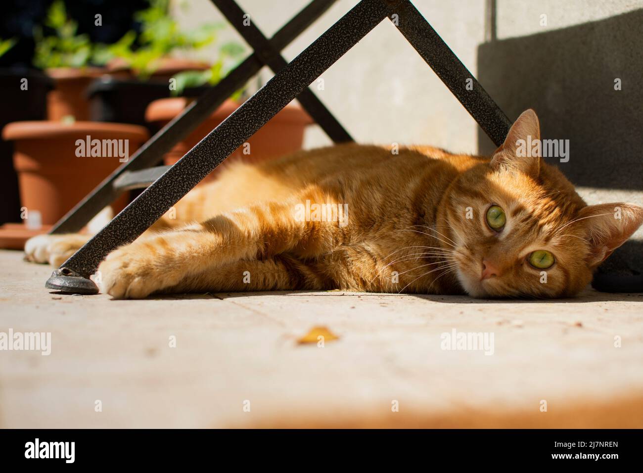 Eine wundervolle rote Katze schaut an einem sonnigen Tag unter einem Tisch in das Zimmer, das von der Hitze fern liegt. Stockfoto