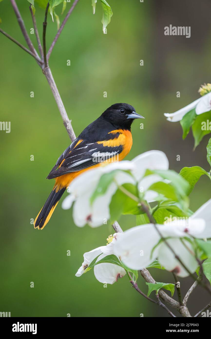 Der männliche Baltimore Oriole thronte auf dem Zweig des weißen Dogwood-Baumes Stockfoto