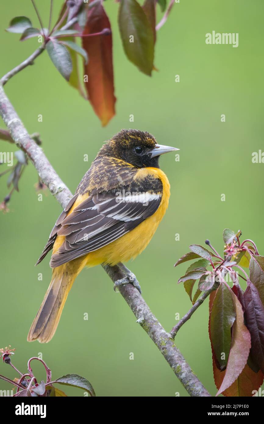 Weibliche Baltimore Oriole thront auf einem Baumzweig mit grünem Hintergrund Stockfoto Weibliche Baltimore Oriole thront auf einem Baumzweig mit grünem Hintergrund Stockfoto