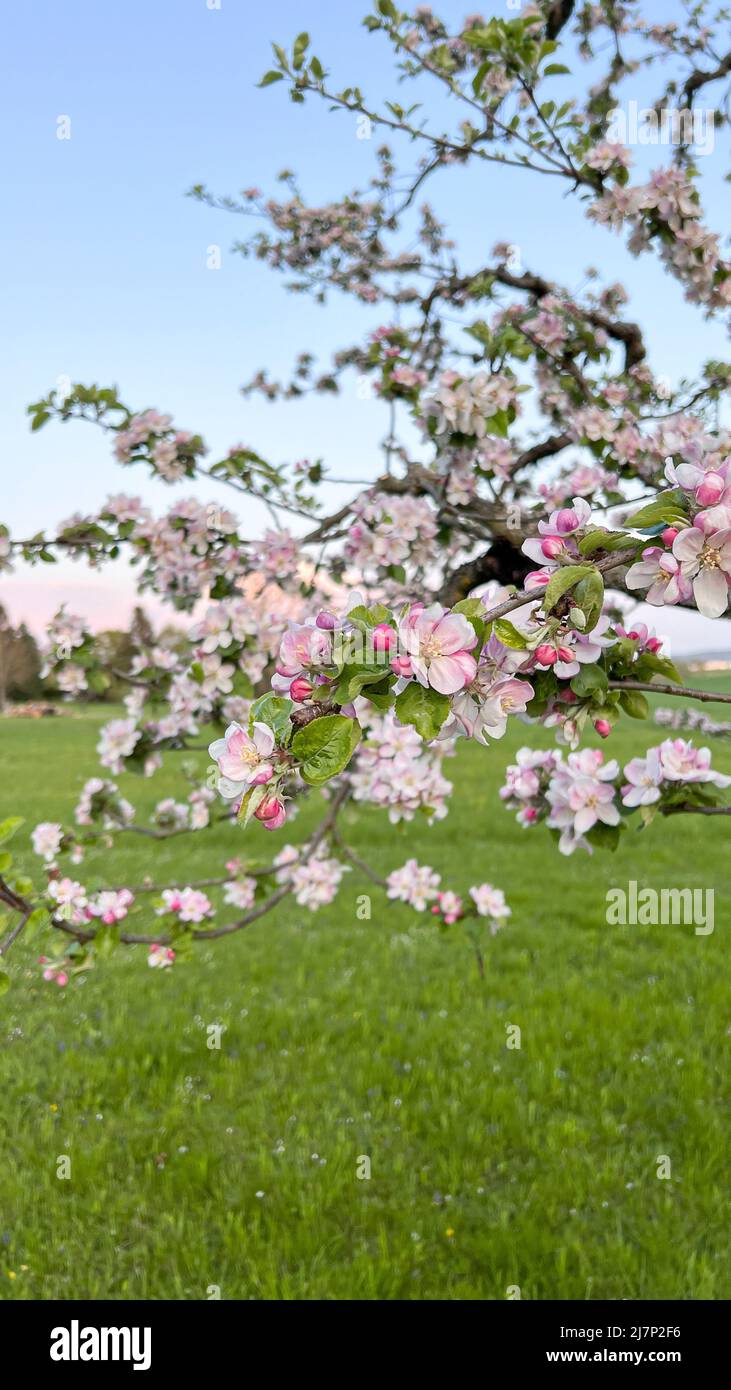 Blüte von Apfelbaumblüten. Frühling. Naturlandschaft Stockfoto