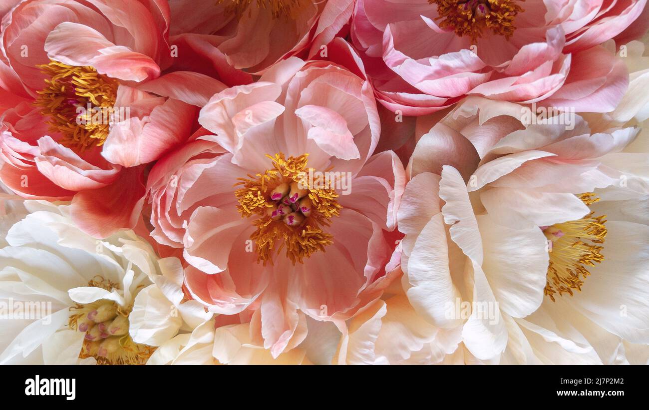 Rosa Pfingstrose Blume Kopf Bouquet. Blumenschmuck Hintergrund Stockfoto