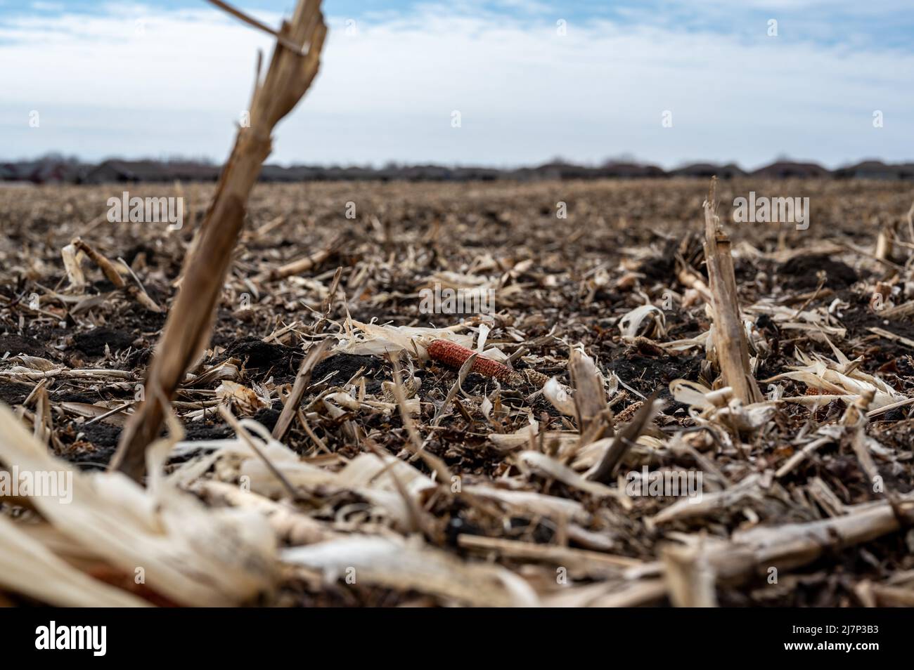 Maisfeld nach der Ernte mit übersätem Boden. Stockfoto