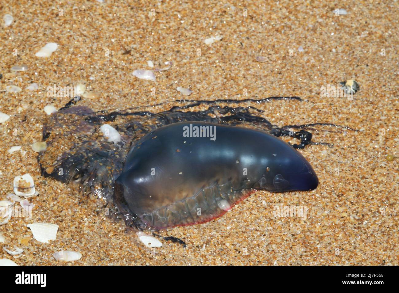 Giftige Tentakeln neben gefährlichen Blaubottchen portugiesischen Mann o Krieg Quallen Tier auf Sand Strand Bilder Stockfoto