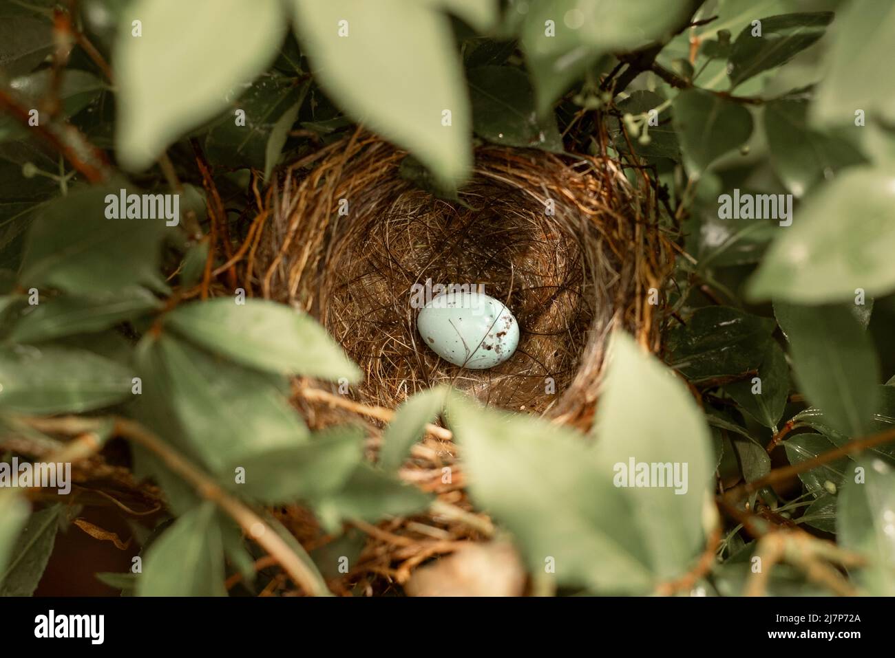 Hellblaues Ei im Nest, umgeben von Blättern Stockfoto