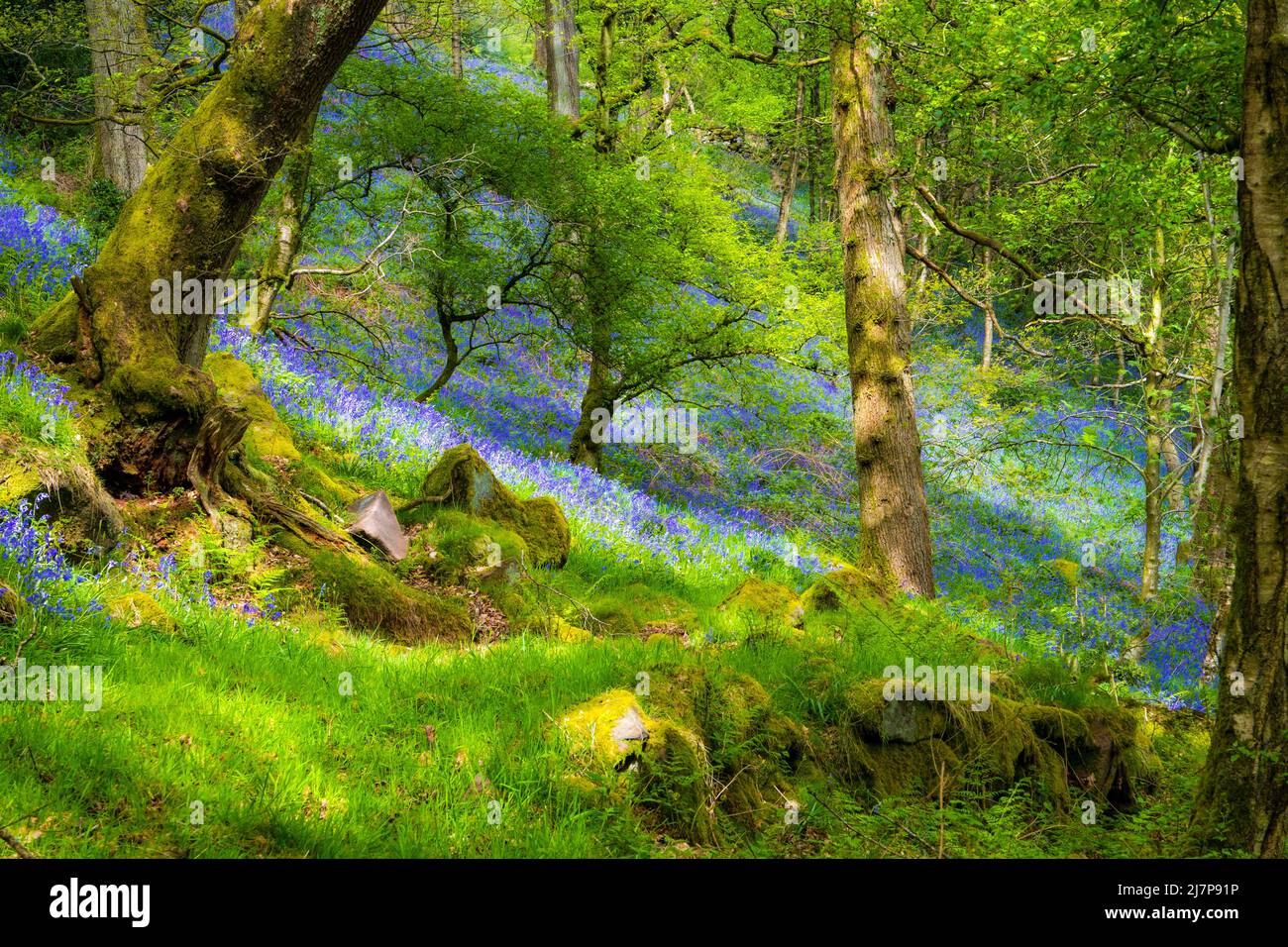 Frühlingsblumen in der englischen Landschaft, ein Teppich aus Blauhells in einem Wald im Peak District Stockfoto
