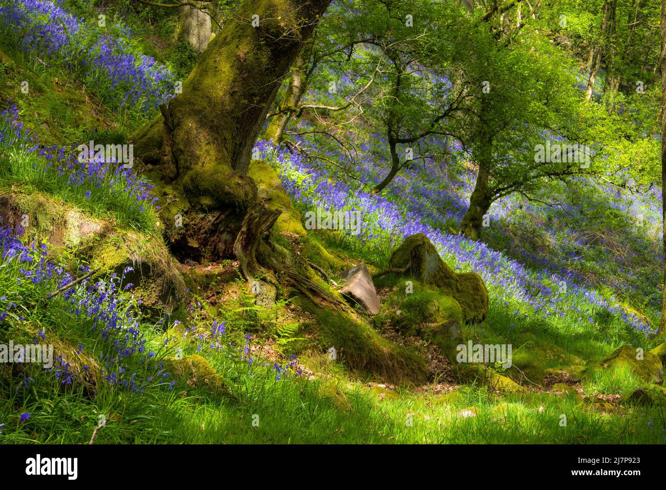Frühlingsblumen in der englischen Landschaft, ein Teppich aus Blauhells in einem Wald im Peak District Stockfoto