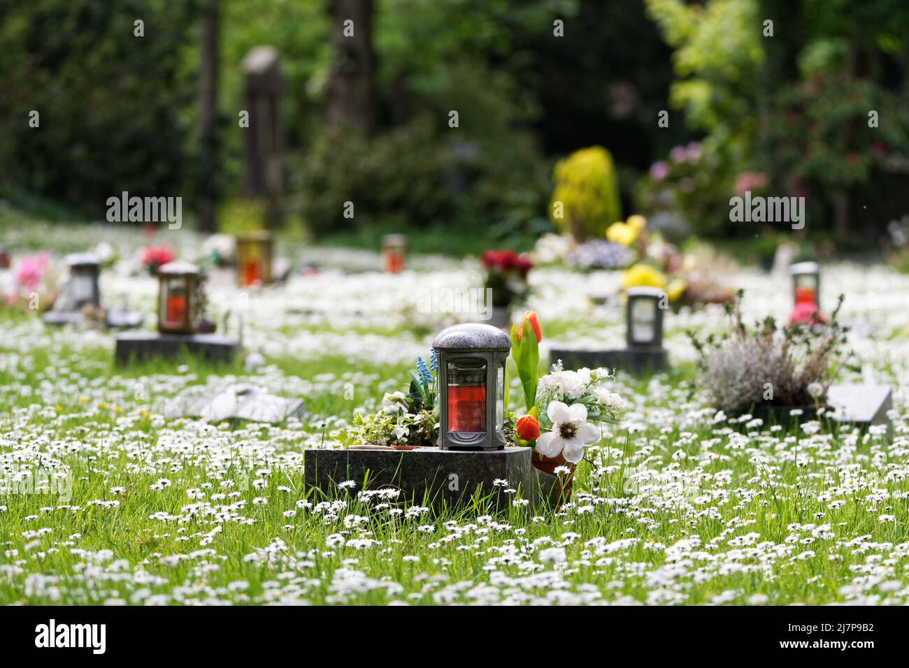 Kleine Urnengräber mit Laternen auf einer mit Gänseblümchen bedeckten Frühlingswiese Stockfoto