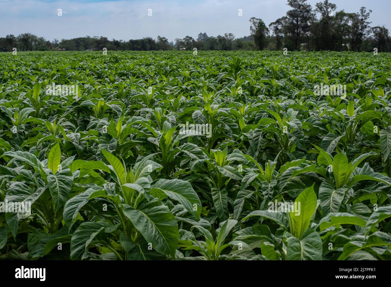 Biobauchtabakplantage auf Ackerland Stockfoto