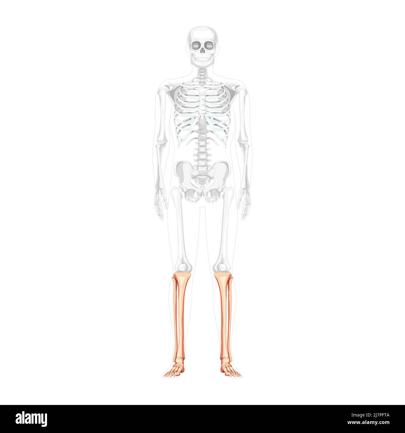 Skelett Bein Schienbein, Fibel, Fuß, Knöchel menschliche Front Vorderansicht mit teilweise transparenter Knochenposition. Anatomisch korrektes, realistisches, flaches Konzept Vektordarstellung isoliert auf weißem Hintergrund Stock Vektor