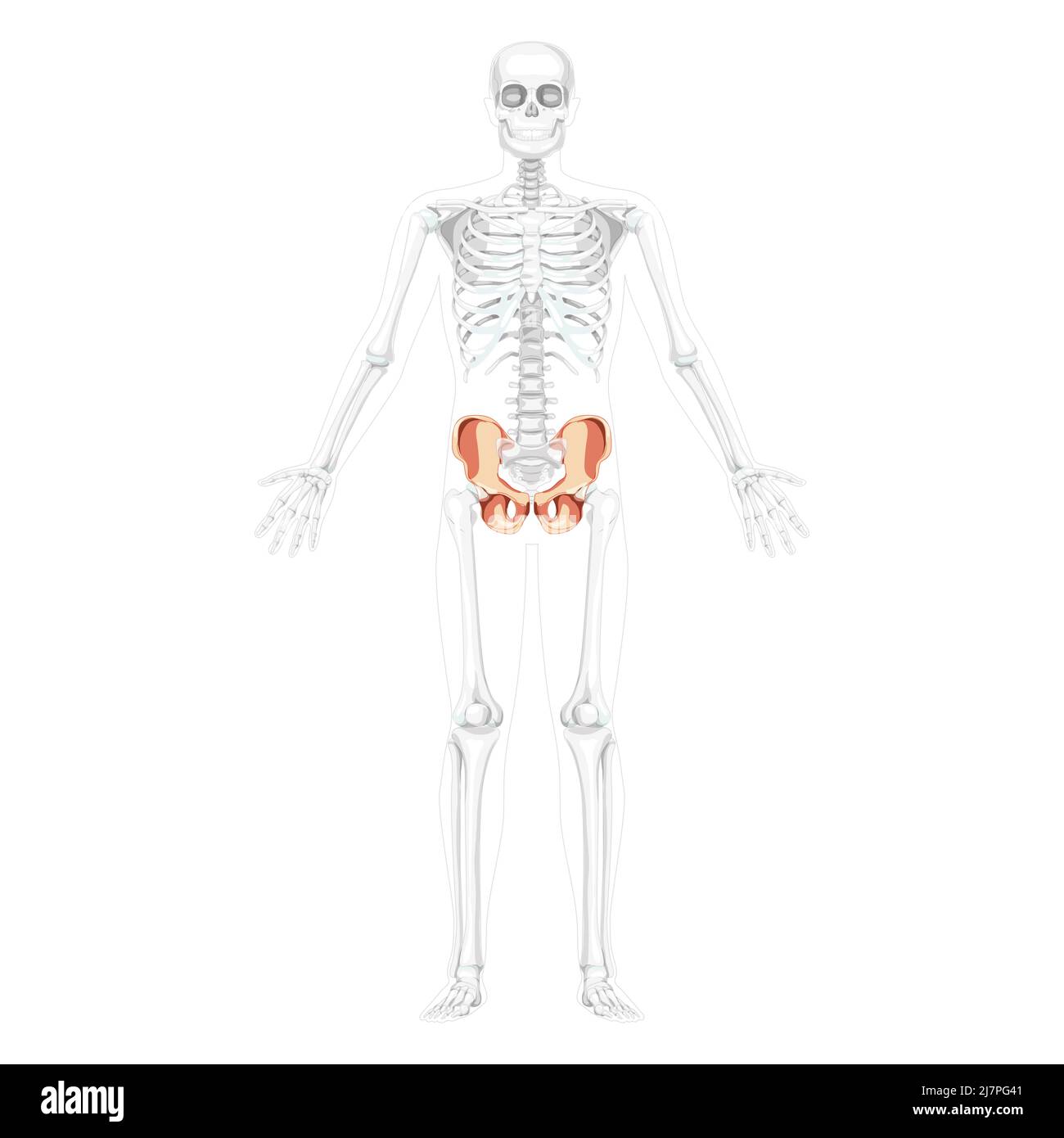 Skelett Becken Hüftknochen Human Front Vorderansicht mit teilweise transparenter Knochenposition. Realistisches, flaches natürliches Farbkonzept Vektordarstellung der Anatomie auf weißem Hintergrund isoliert Stock Vektor