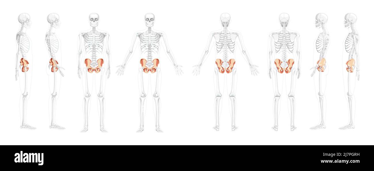 Set Skelett Becken Hüftknochen Human Front back side view with partily transparent Bones Position. 3D realistisches, flaches natürliches Farbkonzept Vektordarstellung der Anatomie auf weißem Hintergrund isoliert Stock Vektor