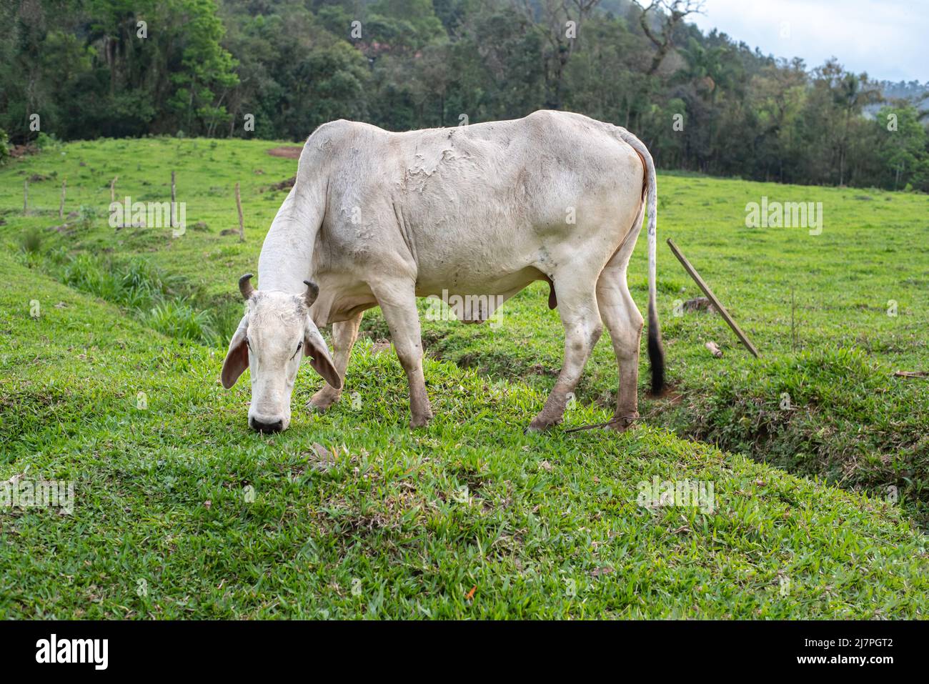 Weiße Kuh grast auf Gras Stockfoto