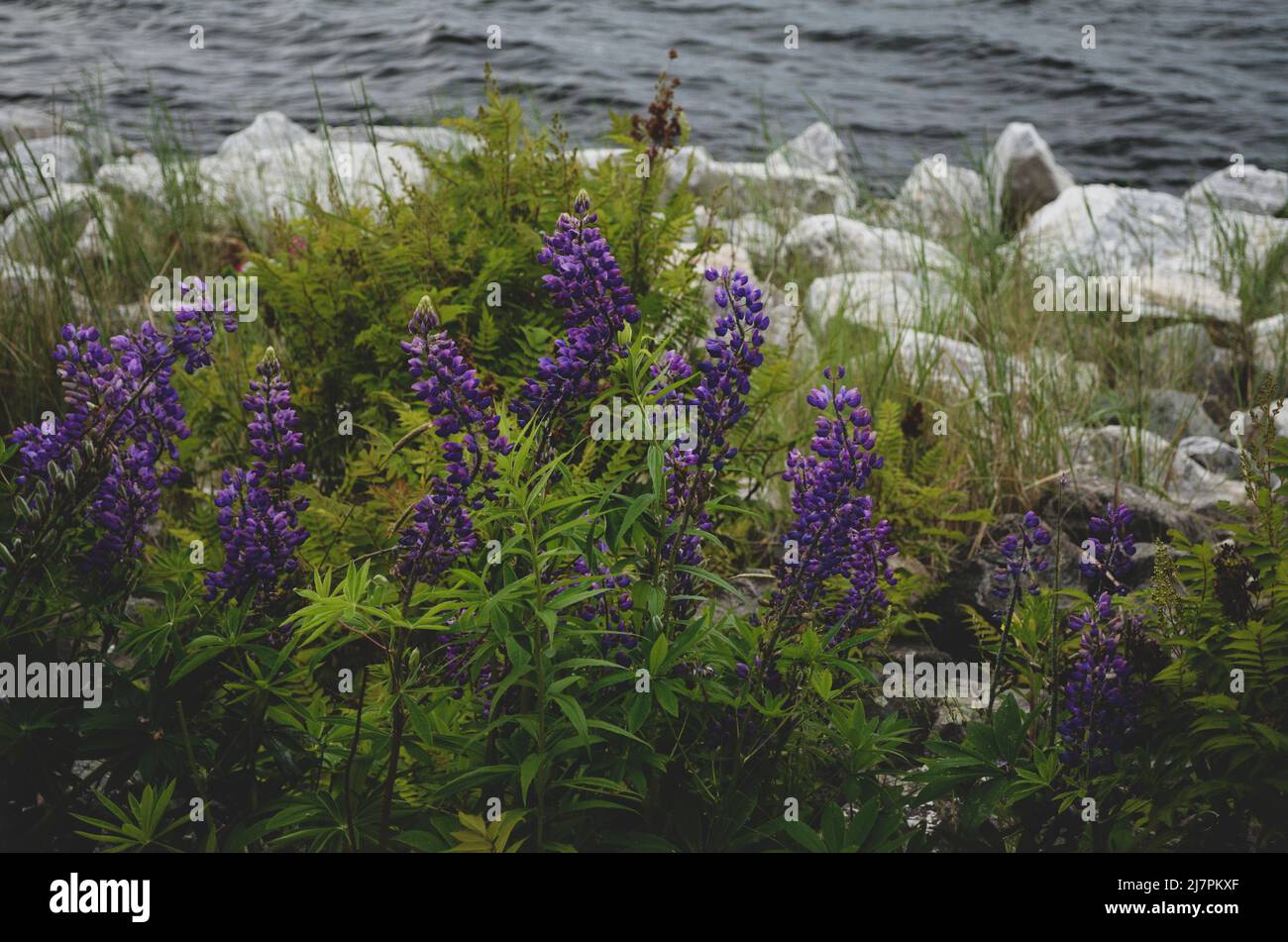 Vivid Purple Lupinus Arcticus oder Arctic Lupine, wächst auf einem Feld. Stockfoto
