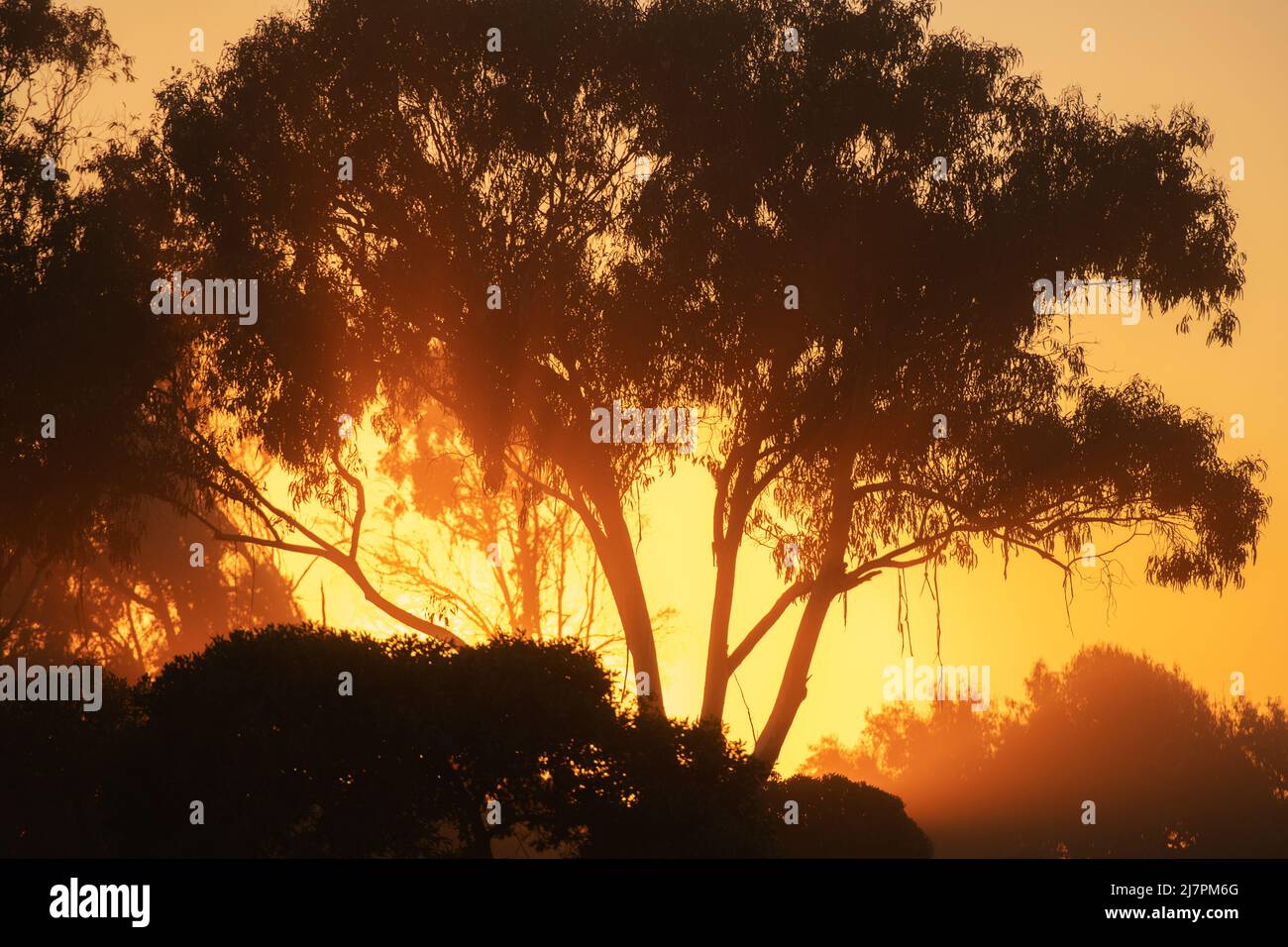Malerischer Sonnenuntergang Im Kalifornischen Woodland. Landschaftlich warmes Sonnenlicht, das durch die Äste kommt. Stockfoto