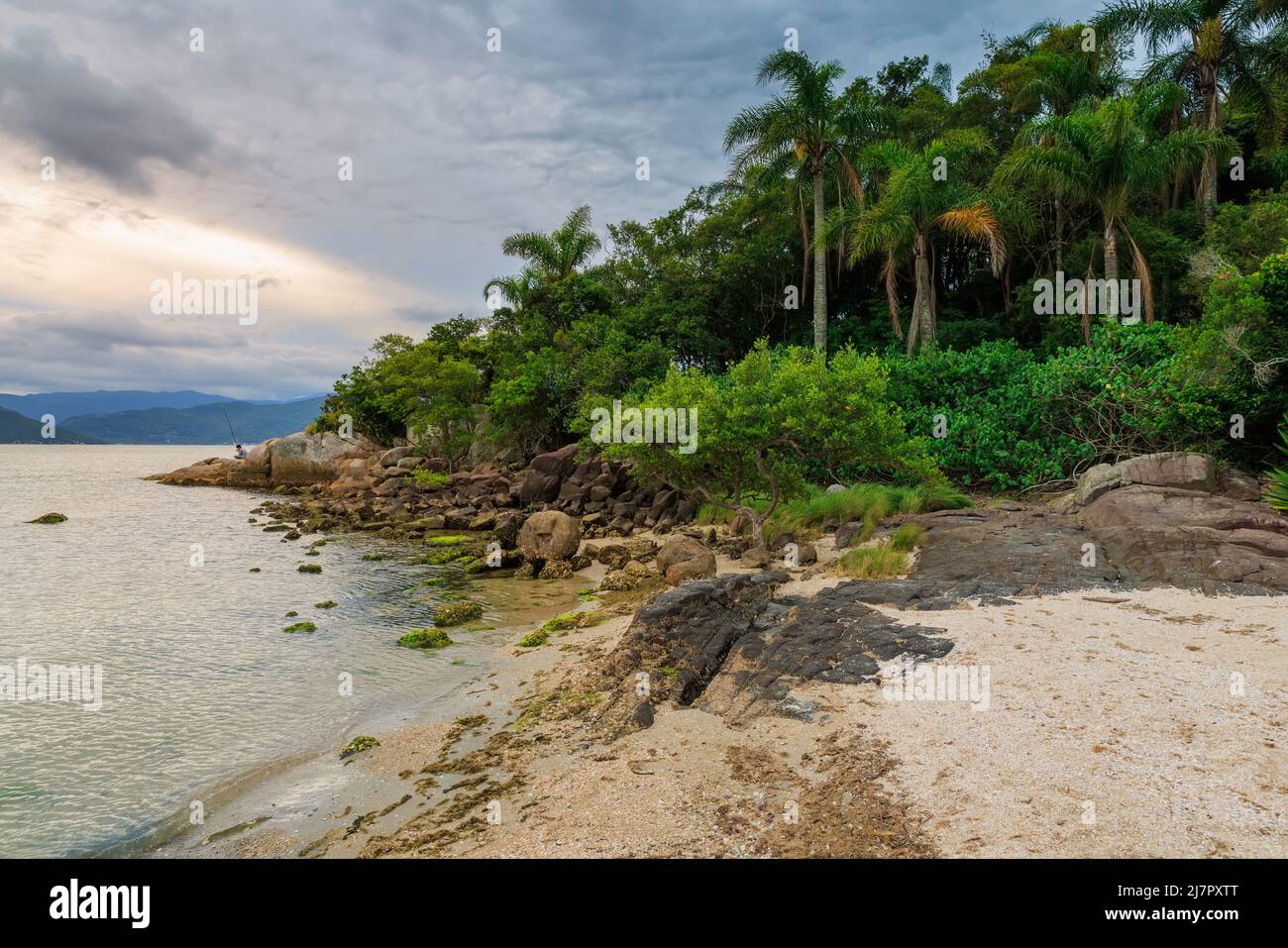Strand mit Felsen und Palmen an einem bewölkten Tag in Florianopolis, Brasilien Stockfoto