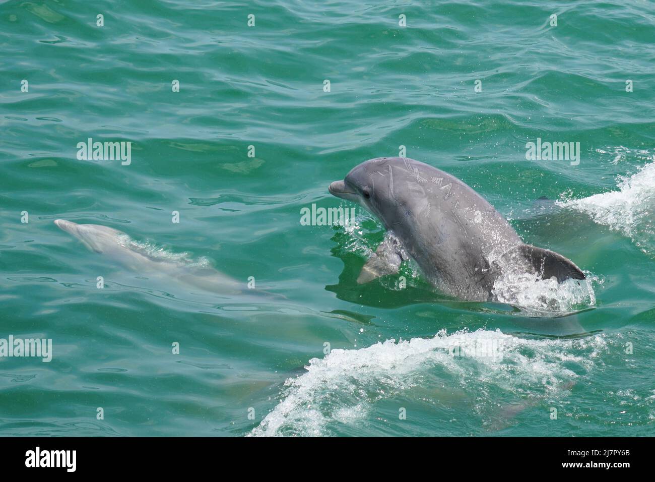 Große Tümmler - Tursiops trunkatus - Schwimmen und Füttern im Atlantischen Ozean Stockfoto