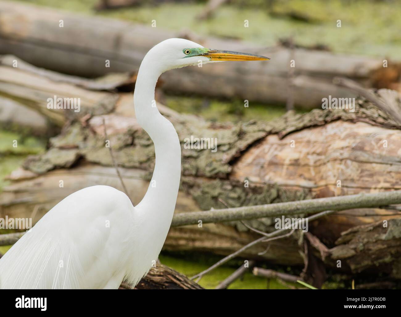 Ein großer Silberreiher aus nächster Nähe watet im Sumpf und jagt kleine Fische. Stockfoto