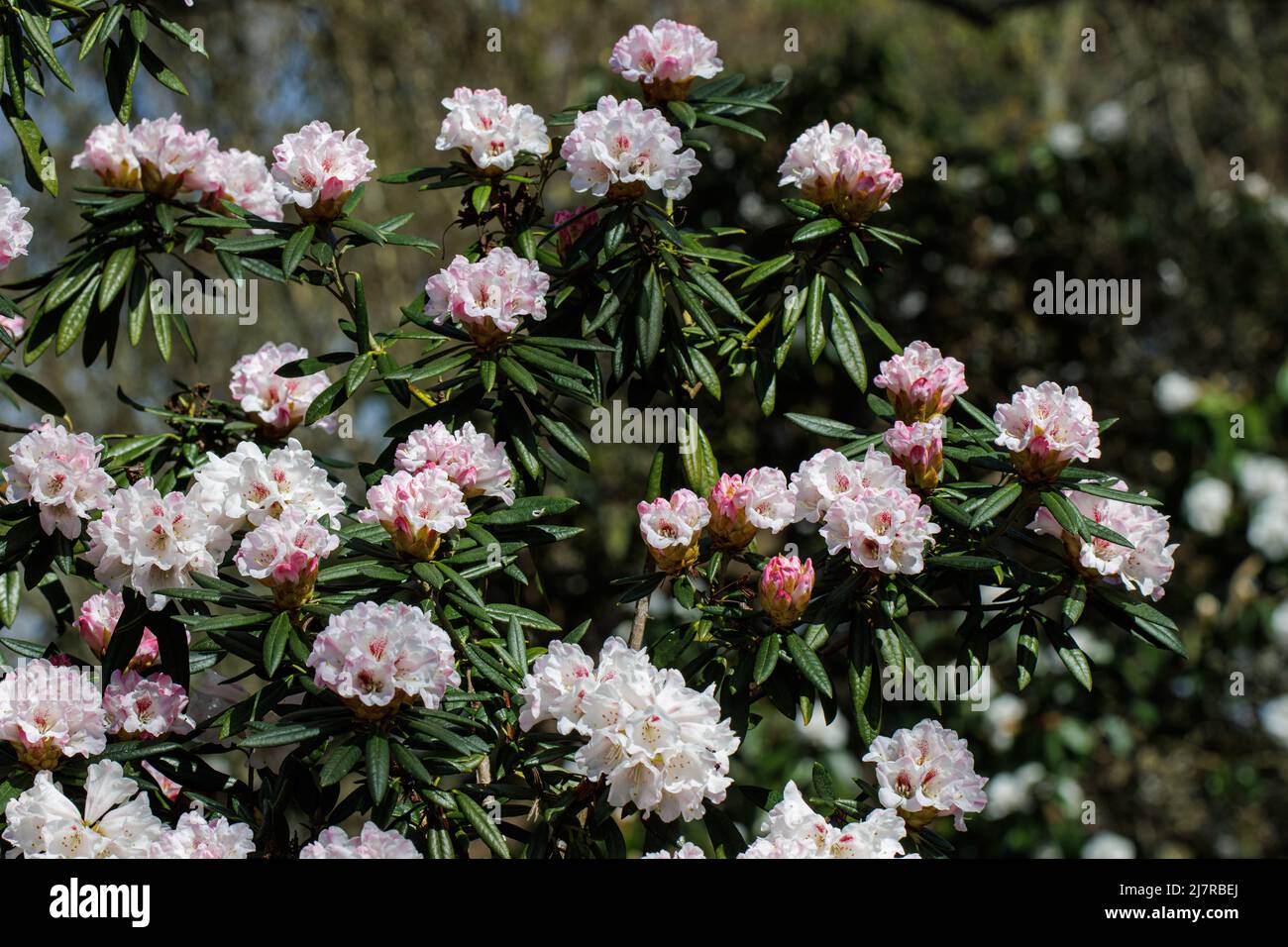 Gruppe von blassrosa Rhododendron-Blewbury-Blüten im Frühjahr Stockfoto