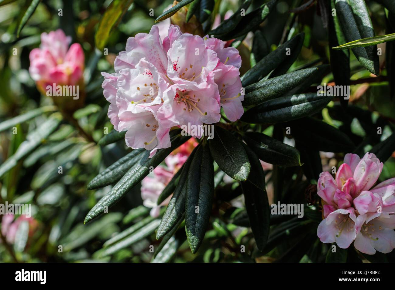 Nahaufnahme der blassrosa Rhododendron-Blwbury-Blume im Frühjahr Stockfoto