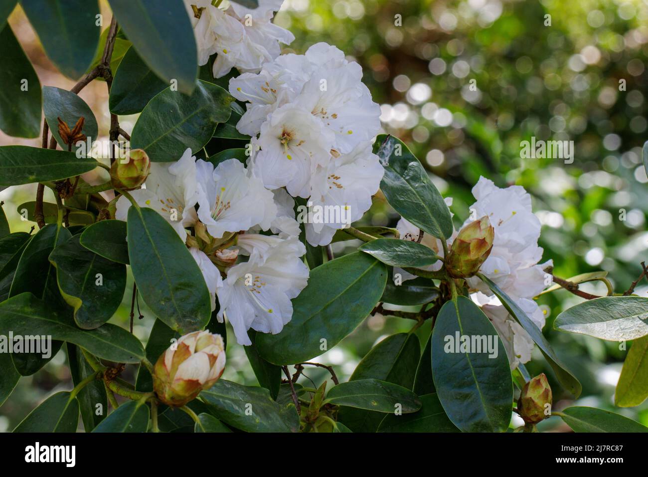 Nahaufnahme der weißen Blüten des Rhododendron Mount Everest im Frühling Stockfoto