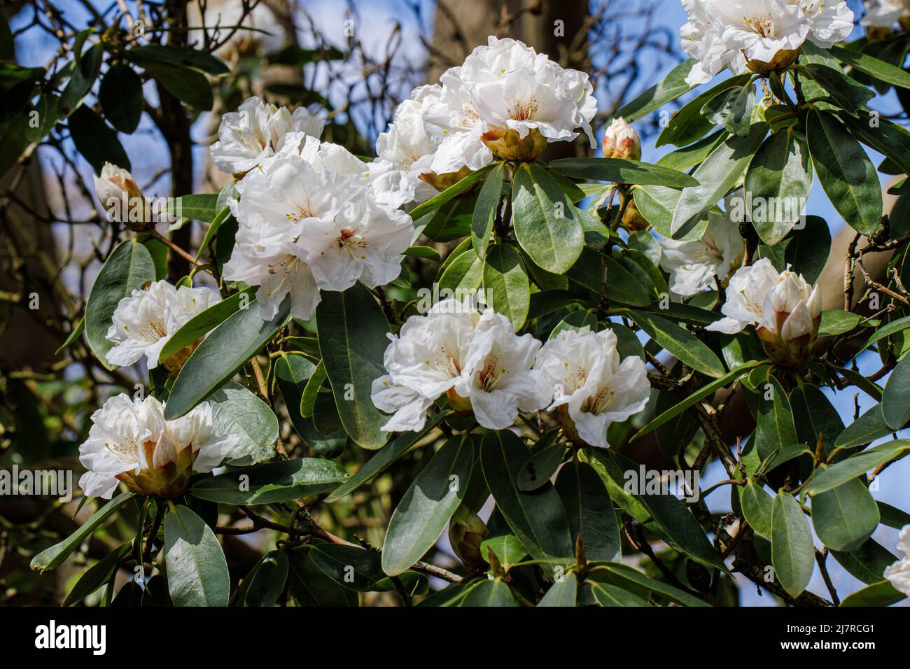 Strahlend weißes Rhododendron Mount Everest blüht im Frühjahr Stockfoto