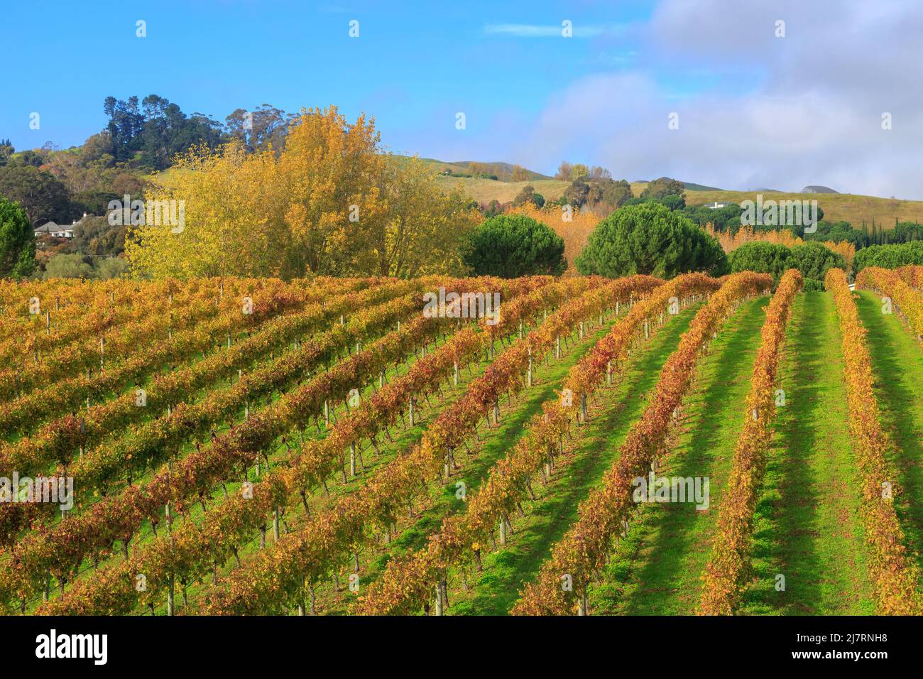 Ein Weinberg im Herbst. Die Reihen der Weinreben haben ein wunderschönes goldenes Laub. Hawke's Bay, Neuseeland Stockfoto