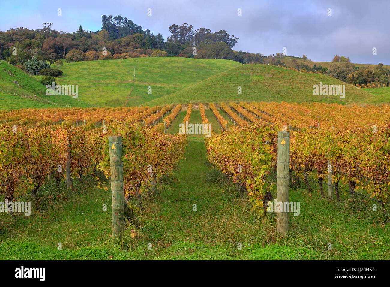 Reihen von Trauben mit leuchtend gelben Herbstblättern in einem Weinberg in der Hawke's Bay Region, Neuseeland Stockfoto