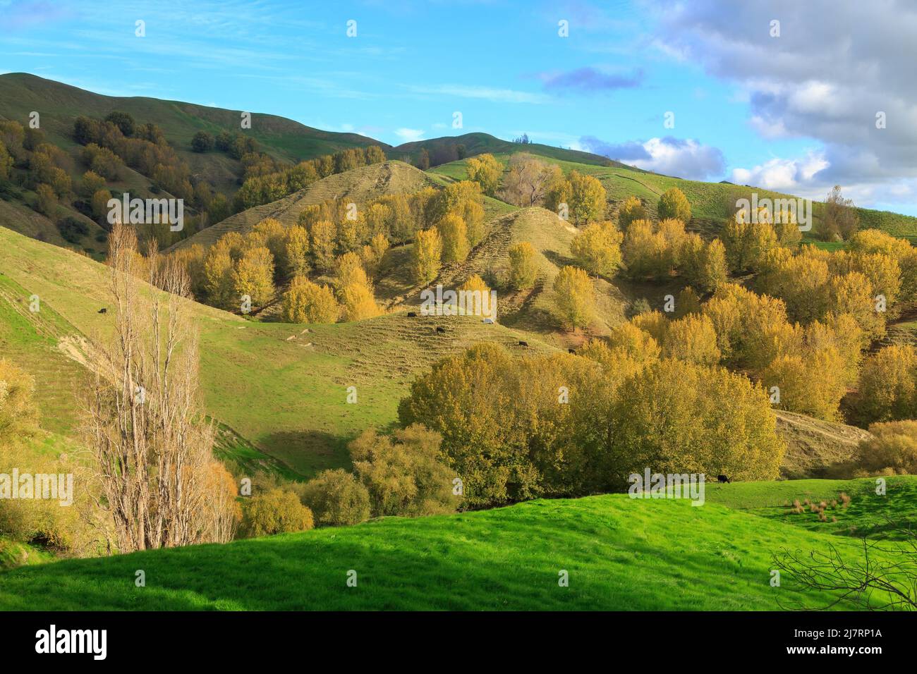 Bäume mit Herbstlaub wachsen in einem hügeligen Milchbauernland in der Hawke's Bay Region, Neuseeland Stockfoto