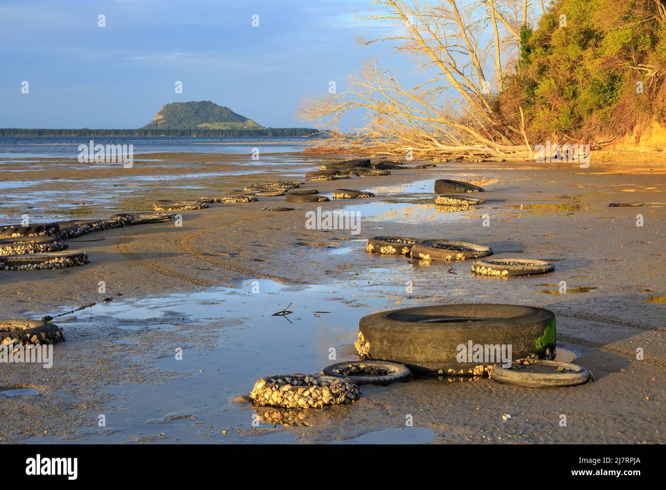 Alte Reifen, einige mit Muscheln überzogen, streut einen Strand am Hafen von Tauranga, Neuseeland. Am Horizont ist der Berg Maunganui Stockfoto