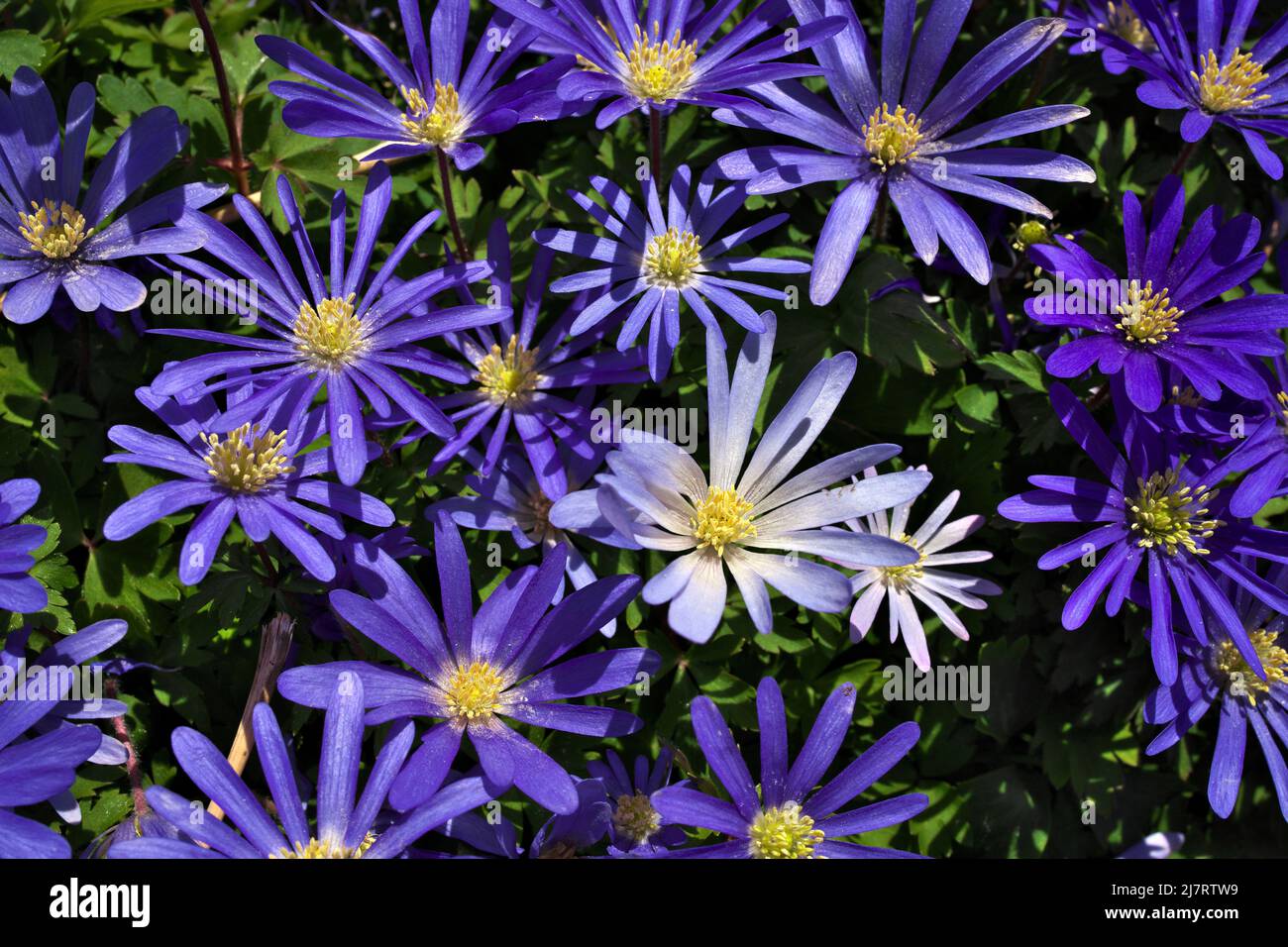 Anemone blanda, Balkananemone, griechische Windblumen oder Winterwindblumen direkt darüber Stockfoto