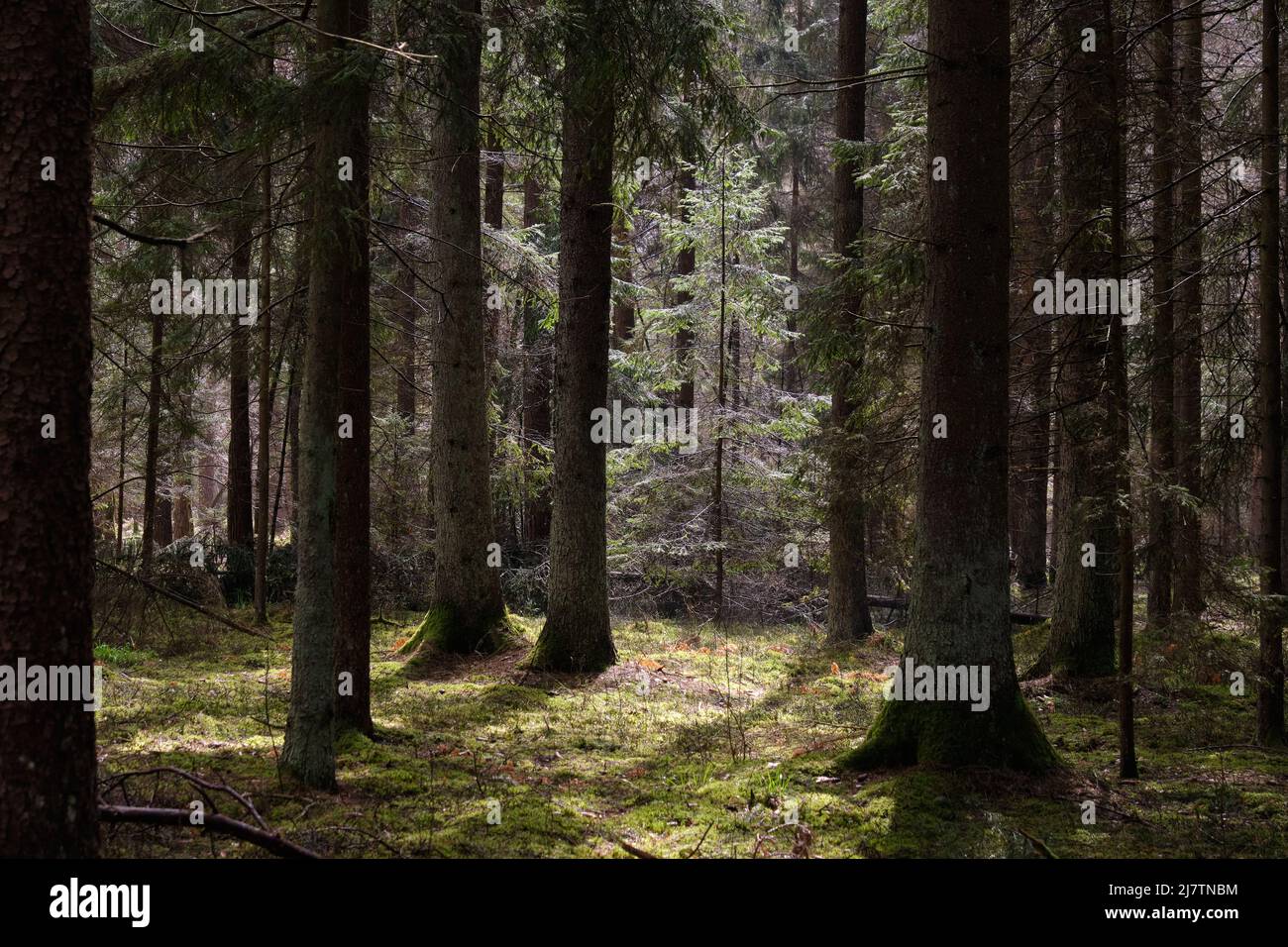 Nadelwald im Frühling steht in der Sonne mit Kiefern und Fichten, Bialowieza Forest, Polen, Europa Stockfoto