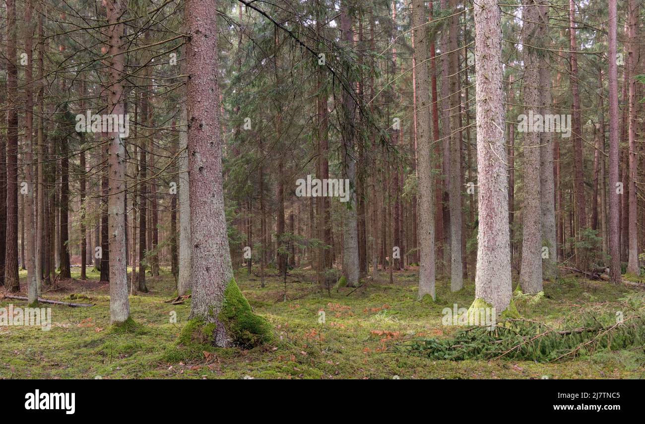 Nadelwald im Frühling mit Kiefern und Fichten, Bialowieza-Wald, Polen, Europa Stockfoto