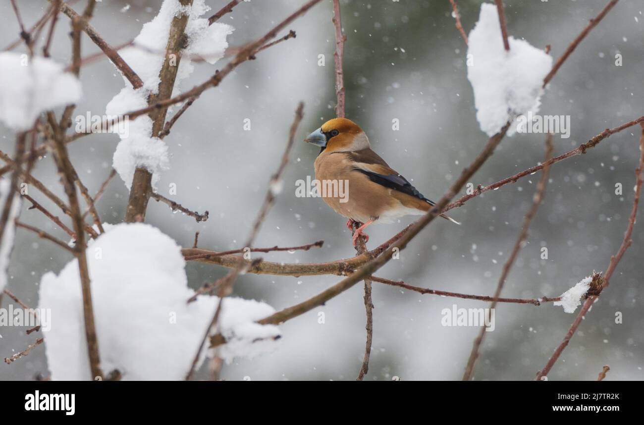 Hawfinch (Coccothraustes coccothraustes) Nahaufnahme auf dem Ast im Schneefall, Bialowieza Forest, Polen, Europa Stockfoto