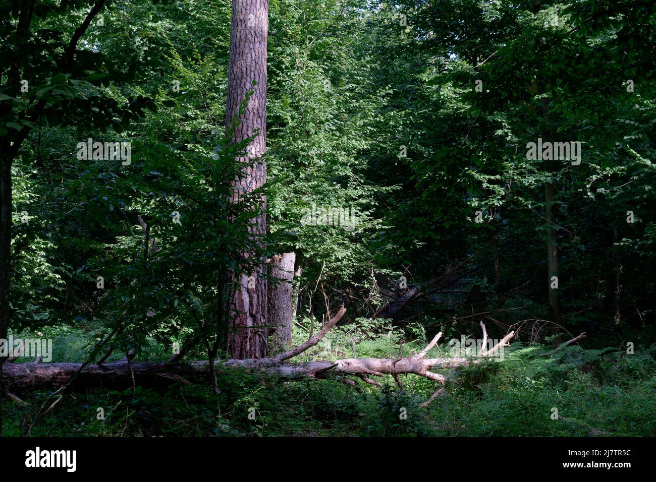 Alte Kiefer am Sommermorgen mit gebrochenem im Vordergrund, Bialowieza Wald, Polen, Europa Stockfoto